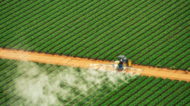 Best Ant Control Services  in Rotan, TX