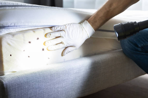 Best Best Pest Control Companies  in Rotan, TX