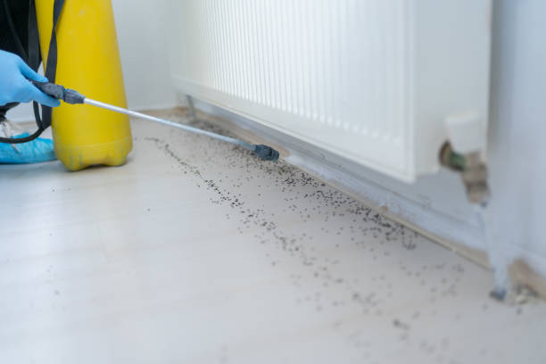 Best Pest Control Near Me  in Rotan, TX